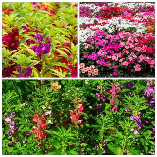 Impatiens - un ensemble de 3 variétés de plantes à fleurs -  - graines