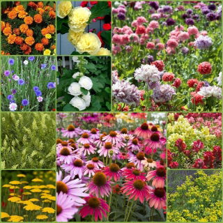 Idylle rurale - graines de 10 espèces de plantes à fleurs - 