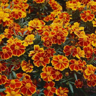 Tagetes patula - Afrikaan - Red Marietta - 350 zaden - Tagetes patula L.