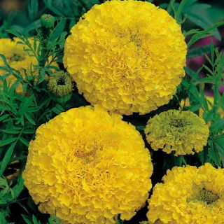 Kis büdöske - Golden Yellow - 270 magok - Tagetes erecta
