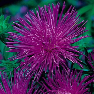 Aster jarum-kelopak "Impresja" - 450 biji - Callistephus chinensis 