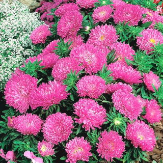 Dwarf aster "Gnome" - 360 seeds