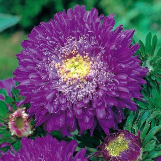 Pom-Pom Aster "Bolero" - lila - 225 Samen