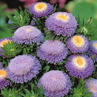 Gök mavisi ponpon çiçekli aster - 500 tohum - Callistephus chinensis - tohumlar