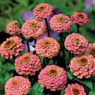 Zinnia elegans - 81 semillas - Liliput Salmon Gem
