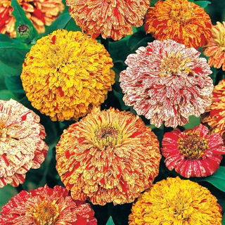 Dahlia-flowered zinnia "Candy Stripe" - seeds mix - 108 seeds
