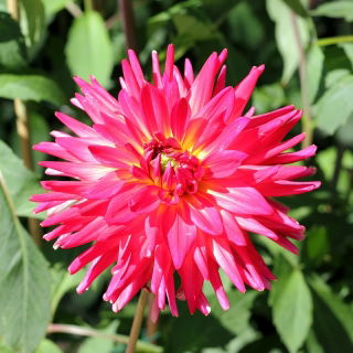 Cactus Dahlia - campuran berbagai - 120 biji - Dahlia pinnata flore pleno