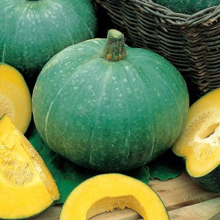 Jättikurpitsa - Ambar - 18 siemenet - Cucurbita maxima