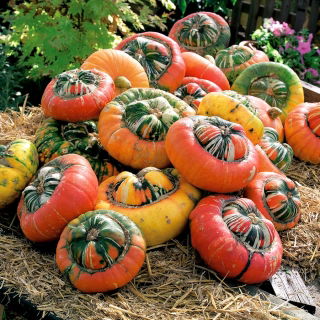 Насіння тюрбан Сквош - Cucurbita maxima - 8 насінин - Cucurbita pepo - насіння