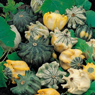 เมล็ดฟักทอง 'Crown of Thorns' - Cucurbita pepo - 75 เมล็ด