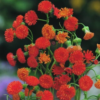 Tasselflower, pualele - cap de flori vermillion - 130 semințe - Emilia coccinea