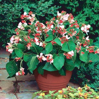 Home Garden - Frijol francés de flores grandes "Hestia" - para cultivo en interiores y balcones - Phaseolus vulgaris - semillas