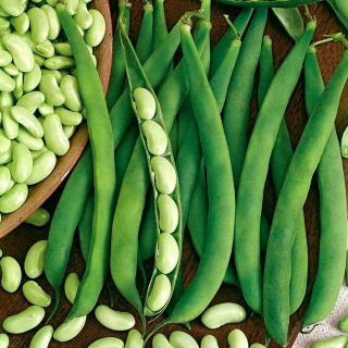 Trpasličí fazuľa "Presto" - zelené lusky, typ flageolet - 120 semien - Phaseolus vulgaris L. - semená