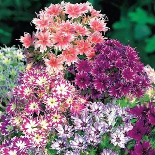 Drummond Phlox Twinkle Star magjai - Phlox drummonda cuspidata nana - 500 mag - Phlox drummondii cuspidata var. Stellaris - magok