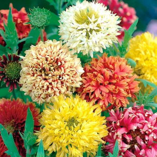 Kokardenblumen, Papageienblumen Samen - Gailardia pulchella - 250 Samen