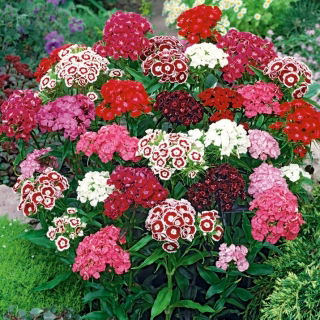 Sweet William frön - Dianthus barbatus - 900 frön