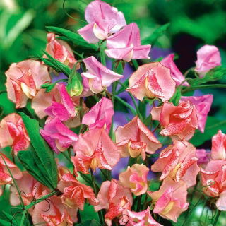 Tatlı Bezelye Kelebek Mix tohumları - Lathyrus odoratus - 36 tohumlar