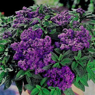 Marine Heliotrope seeds - Heliotropium arborescens - 200 seeds