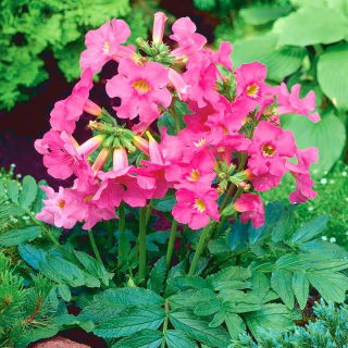 Grădină Gloxinia semințe - Incarvillea delavayi - 60 semințe