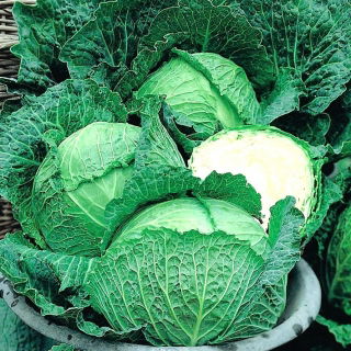 Cavolo verza - Langedijska - 640 semi - Brassica oleracea var. sabauda