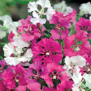 Deerhorn Clarkian siemenet - Clarkia pulchella - 3000 siemeniä