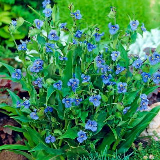 Biji Commelina - Commelina tuberosa - 125 biji