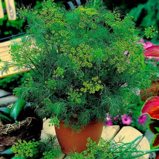 Home Garden - Dill "Compact" - for indoor and balcony cultivation - 2800 seeds
