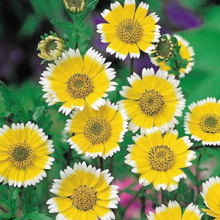 Sementes Tidy Tips - Layia platyglossa - 1600 sementes
