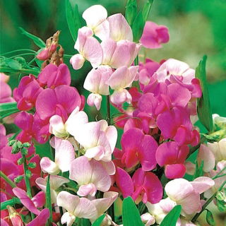 Semi misti a foglia larga eterni a foglia larga - Lathyrus latifolius - 36 semi