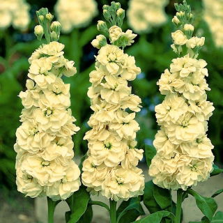 Hilo amarillo "Excelsior"; Tenweeks stock - 300 semillas - Matthiola incana annua