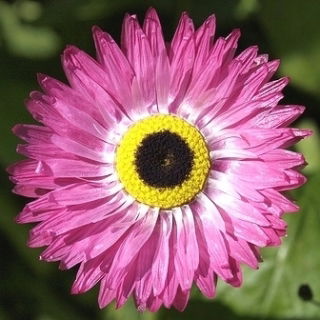 Paper Daisy - Helipterum roseum - Vibrant Blooms, Perfect for Drying - Fresh Seeds