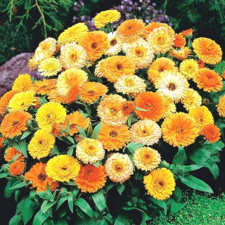 Maravilla olla enana - 240 semillas - Calendula officinalis