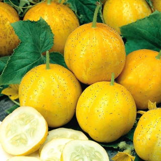 Lămâie Semințe de castravete - Cucumis sativus - Cucumis sativus ‘Citron'