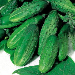  Огурец посевно́й - Hela F1 - семена на ленте    - Cucumis sativus