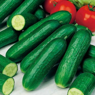 Üvegházi uborka magok - Cucumis sativus - 18 mag - Cucumis sativus L.