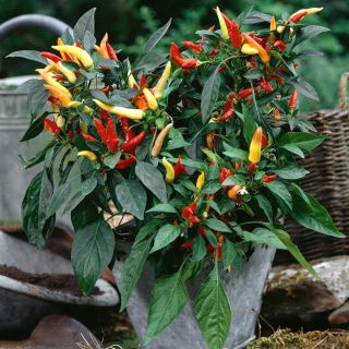 Jardin d'Intérieur - Mélange de variétés de piments forts - pour culture en intérieur et sur balcon - Capsicum annum - graines