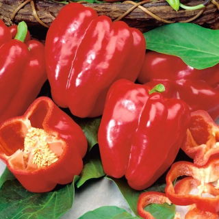 Sweet pepper 'Libra' - red, medium early variety for cultivation under covers, long harvest