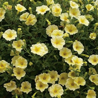 Pétunia - Cascada - jaune - 160 graines - Pétunia x hybrida pendula