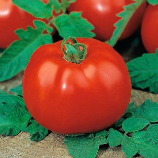 Tomate – Morning - 400 graines - Lycopersicon esculentum Mill