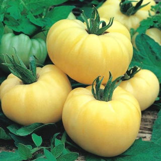 Rajčata "Bílá krása" - pole, bílá odrůda - Solanum lycopersicum  - semena