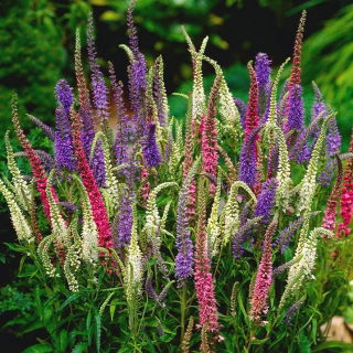 Aksærenpris - Sightseeing - 1000 frø - Veronica spicata