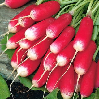 BIO - Radish "Mic dejun francez 3" - semințe organice certificate - 425 semințe - Raphanus sativus L.
