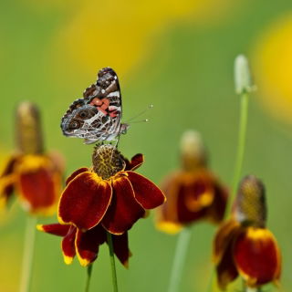 Semi di cappello messicano - Ratibida columnifera - 120 semi