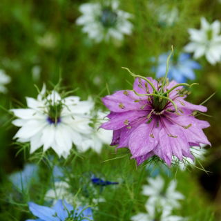 Jomfru i det grønne - 1500 frø - Nigella damascena