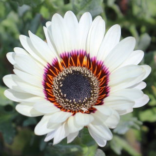 Cape Daisy, Veldt-siementen monarkki - Venidium fastuosum - 130 siementä - siemenet