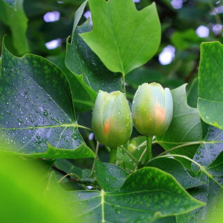 Lale Ağacı tohumları - Liriodendron tulipifera
