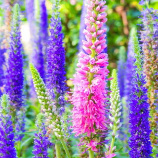 Aksærenpris - Sightseeing - 1000 frø - Veronica spicata