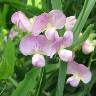 Semi misti a foglia larga eterni a foglia larga - Lathyrus latifolius - 36 semi