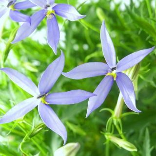 Laurentia - Laurentia axillaris - 240 graines