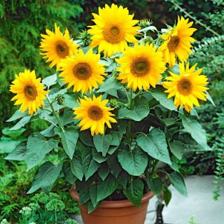 Sárga Napraforgómag - Helianthus annuus - 40 mag - magok